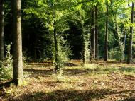 Оржів з panoramio.com