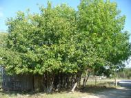 Кримське з panoramio.com