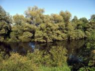 Гуща з panoramio.com