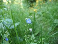 Весна на рідній землі