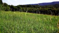 Забрідь з panoramio.com