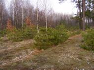 Кузьки з panoramio.com