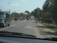 Берегове з panoramio.com