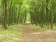 Паївка з panoramio.com