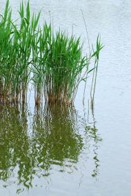 Нова Вільшанка з panoramio.com