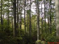 Вістова з panoramio.com