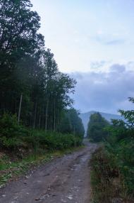 Чорноголова з panoramio.com