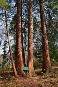 Росішка з panoramio.com