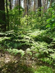 Климентове з panoramio.com