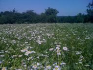 Салинці з panoramio.com