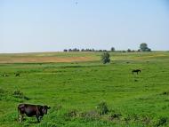 Кустин з panoramio.com