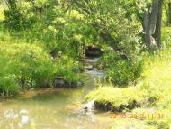 Паївка з panoramio.com