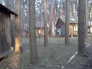 Чайки з panoramio.com