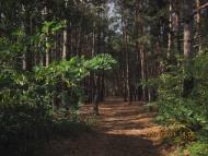 Проців з panoramio.com