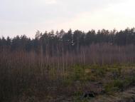 Кузьки з panoramio.com