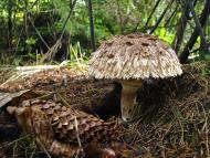 Яворівка з panoramio.com