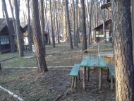 Чайки з panoramio.com