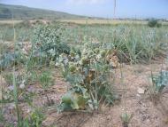 Войкове з panoramio.com