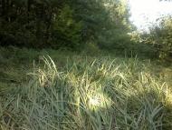 Ковиничі з panoramio.com