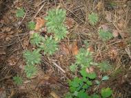 Троянівка з panoramio.com