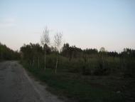 Кузьки з panoramio.com