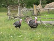 Остап'є з panoramio.com