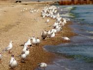 Саханка з panoramio.com