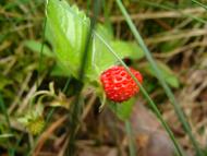 Щербатівка з panoramio.com