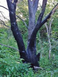 Півче з panoramio.com