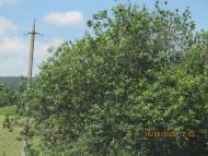 Лапшин з panoramio.com