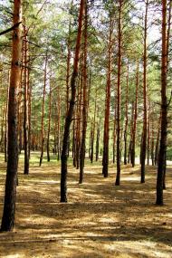 Ярова з panoramio.com