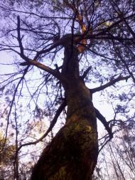 Реклинець - Останні фото