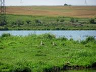 Кустин з panoramio.com