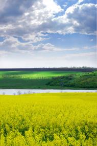 Нова Вільшанка з panoramio.com