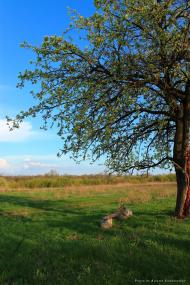 Ясинувате з panoramio.com