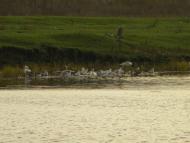 Василівка з panoramio.com