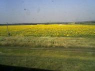 Василівське з panoramio.com