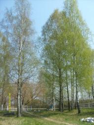 Зелениця з panoramio.com