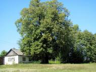 Мульчиці з panoramio.com