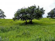 Булавинське з panoramio.com