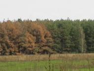 Косачівка з panoramio.com