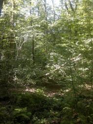 Ковиничі з panoramio.com