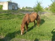 Зелениця з panoramio.com