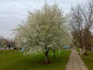 Ширяєве з panoramio.com