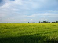 Скрипчин з panoramio.com