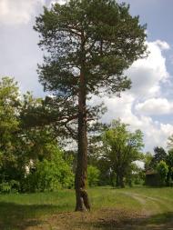 Алтинівка з panoramio.com