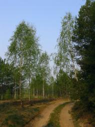 Тепениця з panoramio.com