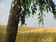 Клевань з panoramio.com