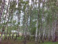 Луч з panoramio.com