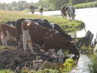 Одноробівка з panoramio.com